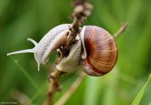 Weinbergschnecke Jongleur Aueteich FKB